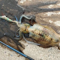 デイエギングで胴長２０ｃｍ